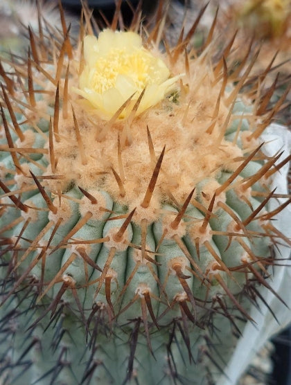 Copiapoa Cormena Alba seeds