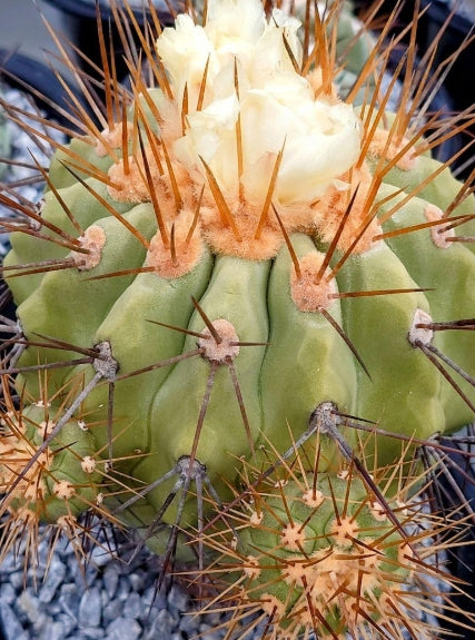 Copiapoa Gigantia seeds