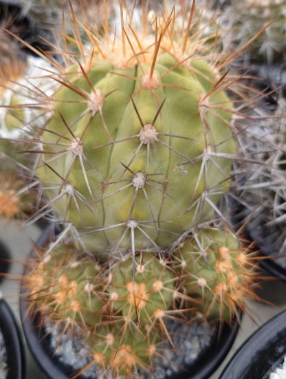 Copiapoa Haseltoniana seeds