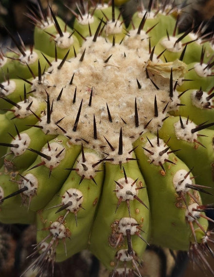 Copiapoa Kuroomaru seeds
