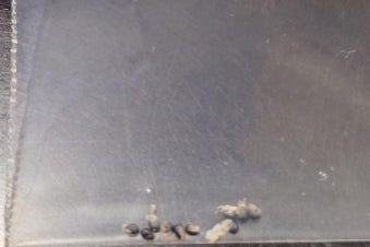 Copiapoa Kuroomaru seeds