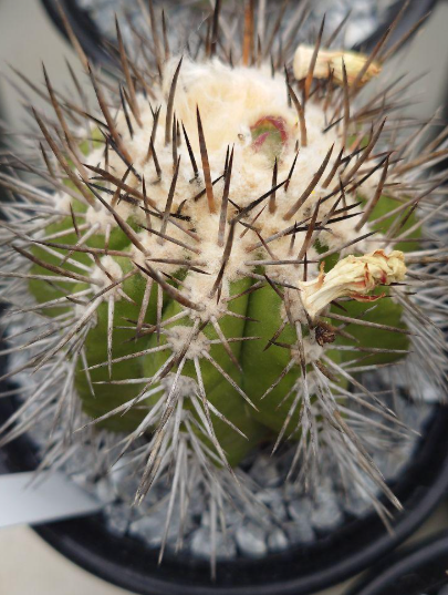 Copiapoa Marettiana seeds