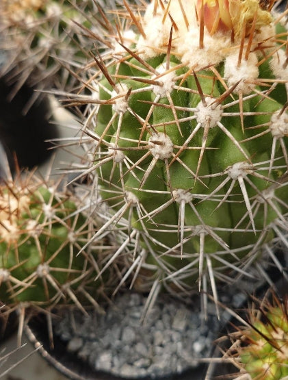Copiapoa Mulchikoroanubis seeds