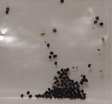 Copiapoa Mulchikoroanubis seeds