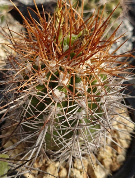 Copiapoa Solaris seeds