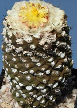 Copiapoa barquitensis seeds