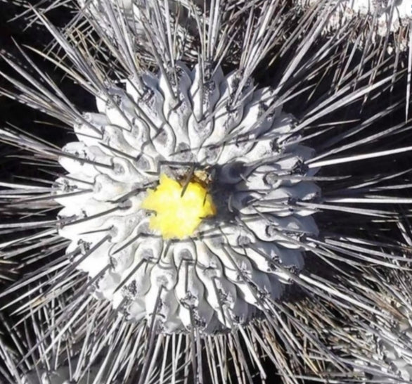 Copiapoa carrizalensis seeds