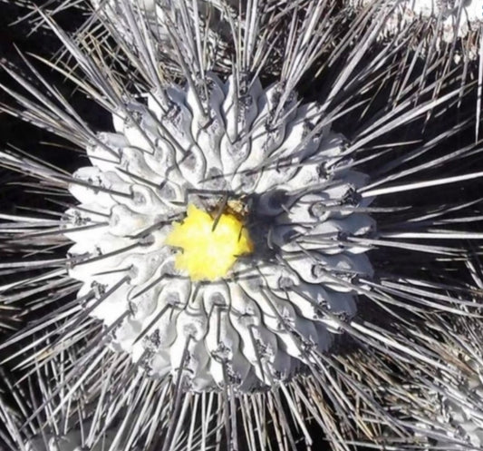 Copiapoa carrizalensis seeds