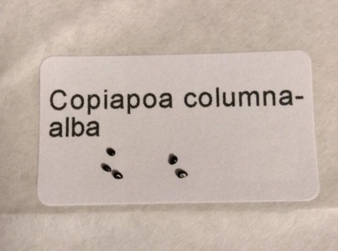 Copiapoa columna-alba seeds