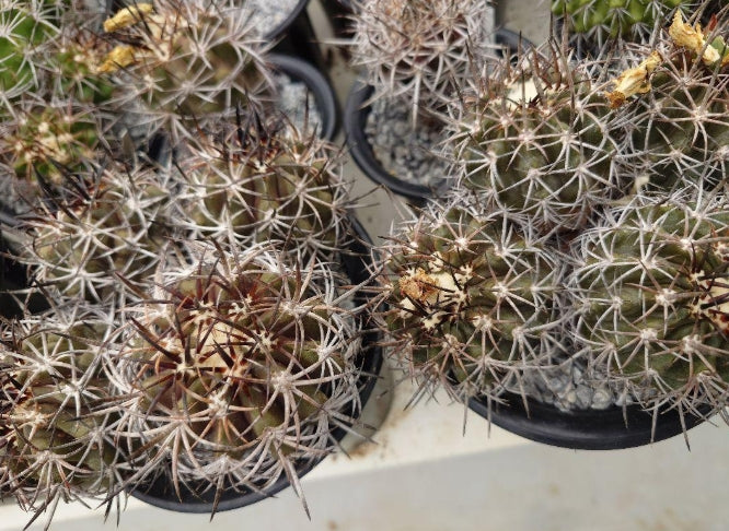Copiapoa dura seeds