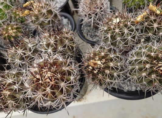 Copiapoa dura seeds