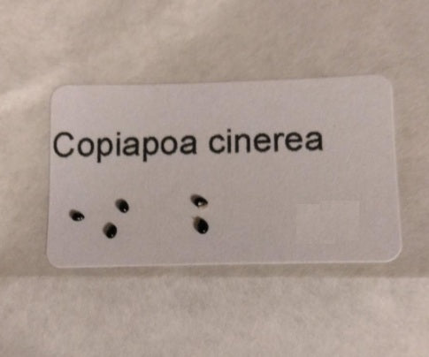 Copiapoa cinerea seeds