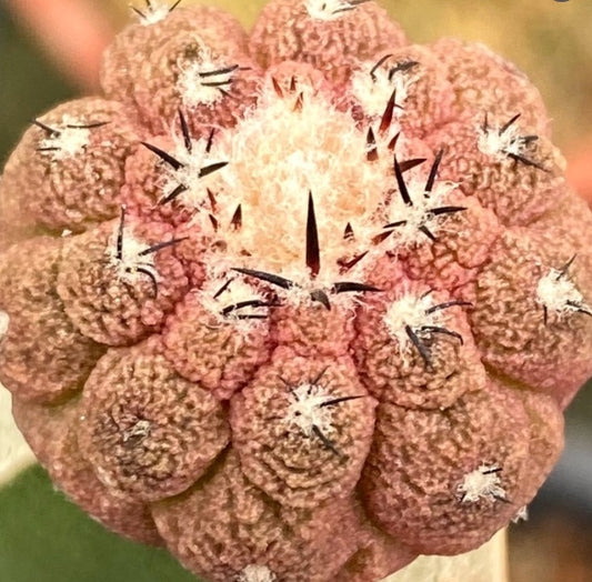 Copiapoa hypogaea cv. Lizard Skin seeds