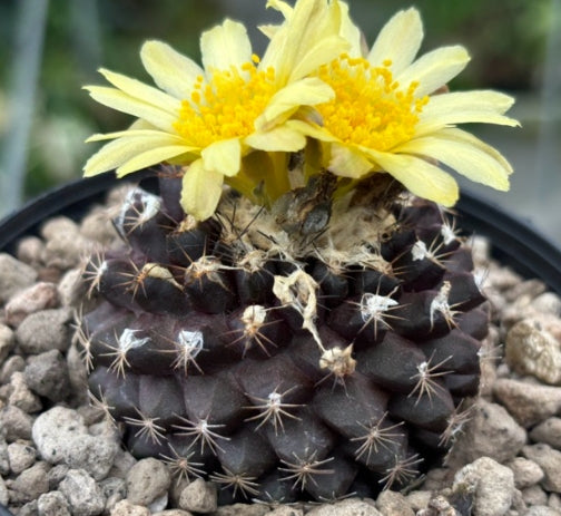 Copiapoa tenuissima seeds