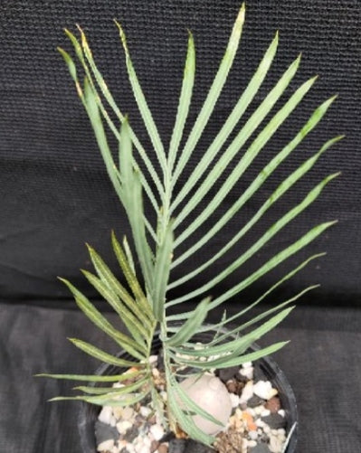 Cycas Desolata seeds