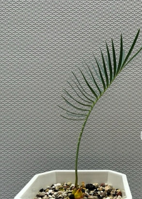 Cycas angulata seeds