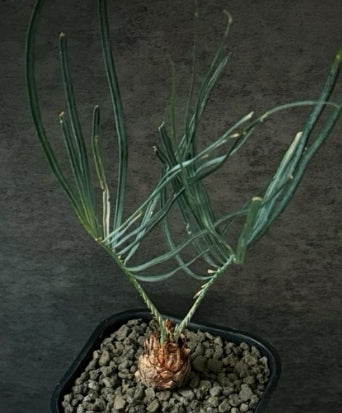 Cycas cairnsiana seeds