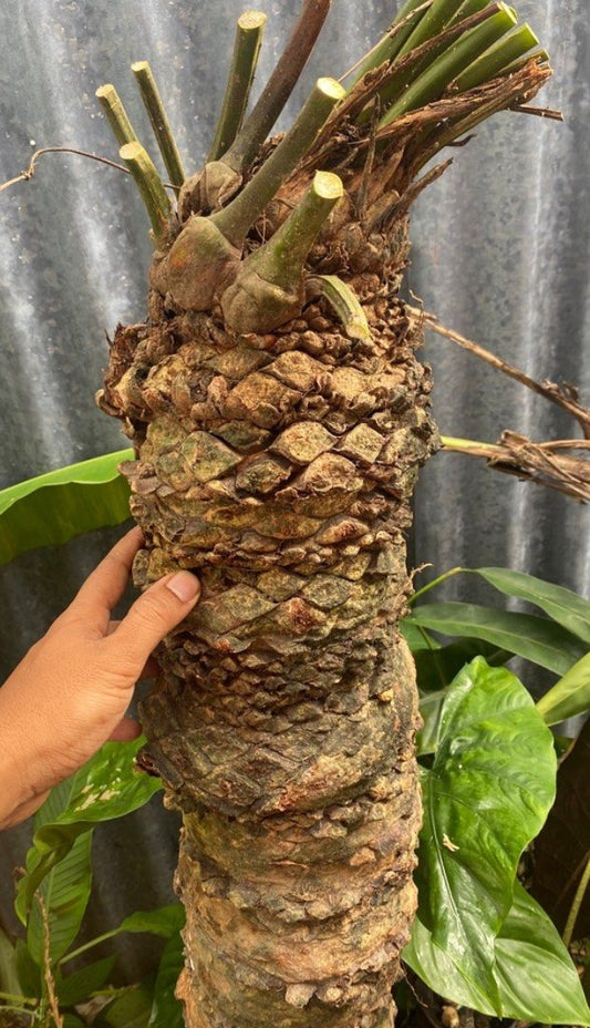 Cycas clivicola subsp. lutea seeds
