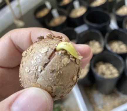 Cycas couttsiana seeds