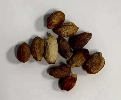 Cyphostemma cirrhosum seeds