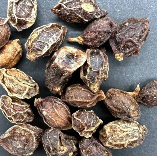 Cyphostemma currori seeds
