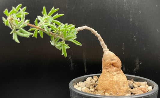 Cyphostemma montagnacii seeds