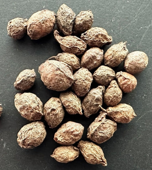 Cyphostemma sp. Ngare Mara seeds