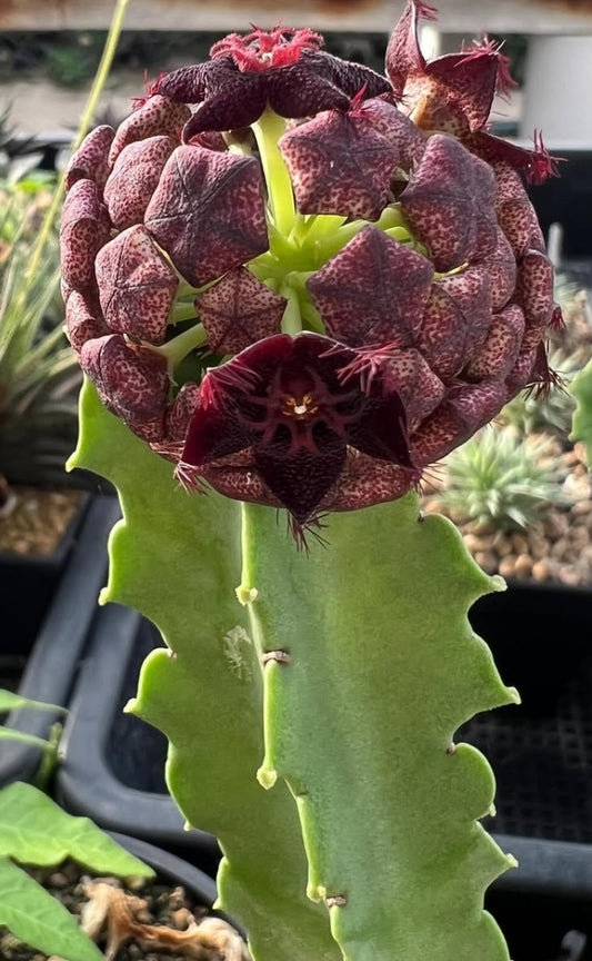Desmidorchis acutangula x caralluma hexagona seeds