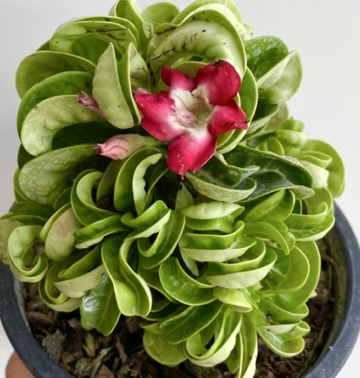 Dorset Horn Adenium Medusa seeds