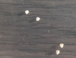 Dorstenia Barnimiana seeds