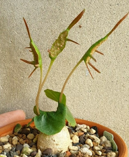 Dorstenia Barnimiana seeds