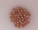 Dorstenia barteri var. tanzania seeds