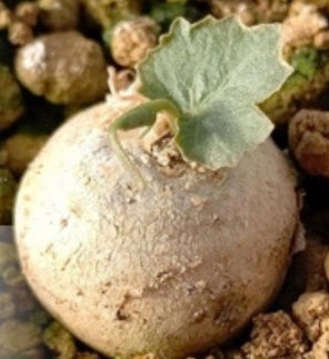Dorstenia barteri var. tanzania seeds