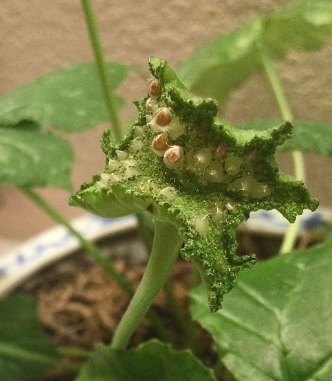 Dorstenia contrajerva seeds