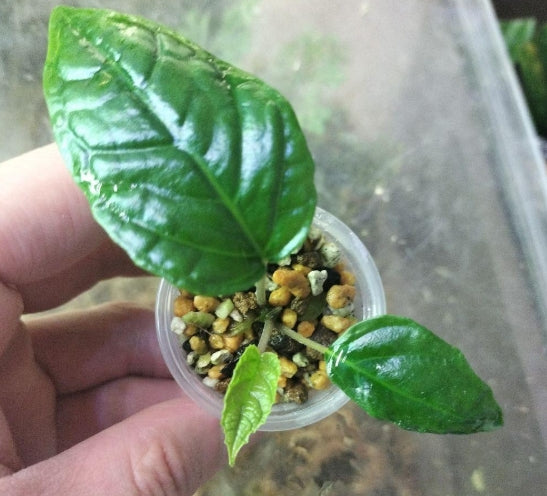 Dorstenia elata seeds