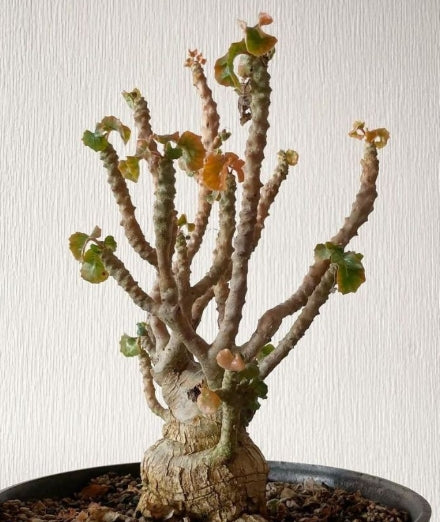 Dorstenia gypsophila seeds