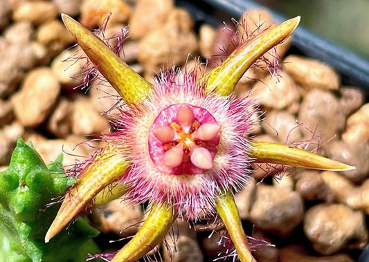Duvalia Radiata seeds