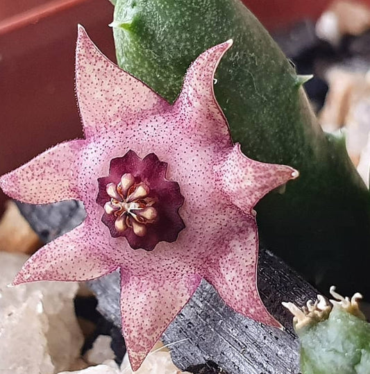 Duvalia parviflora x huernia praestans seeds