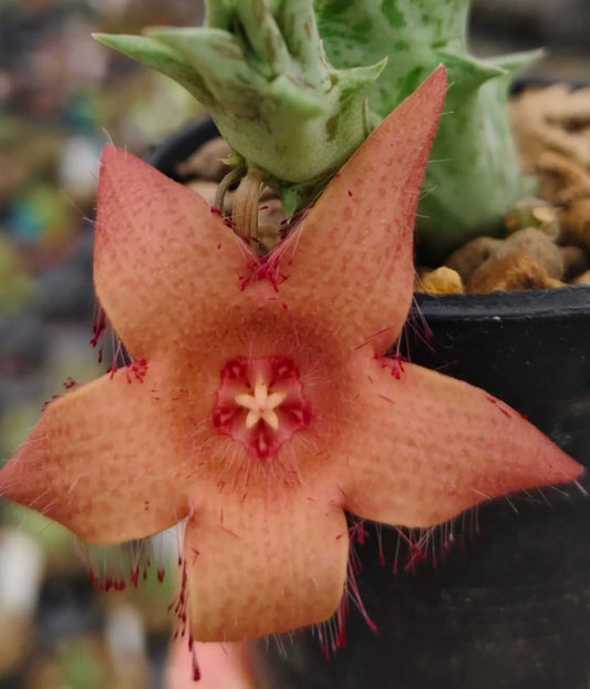 Duvalia sulcata x Whitesloanea crassa seeds
