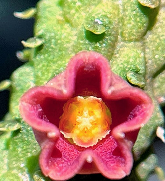 Echidnopsis Archeri Pink seeds