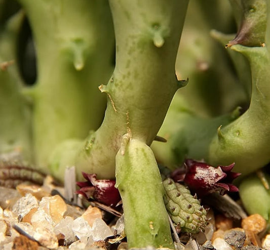 Echidnopsis Ericiflora seeds