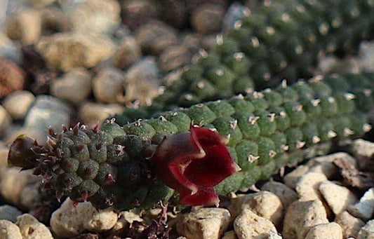 Echidnopsis archeri seeds
