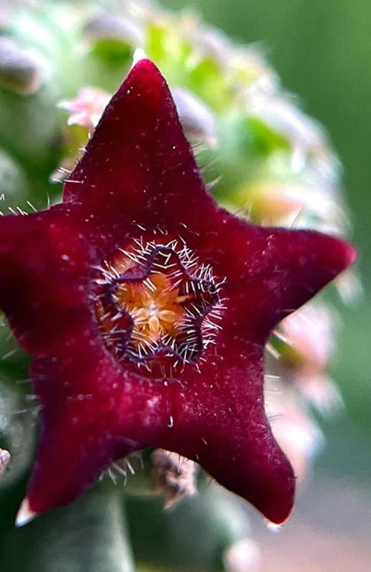 Echidnopsis bavazzanoi seeds