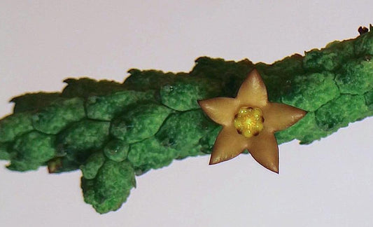 Echidnopsis leachii seeds