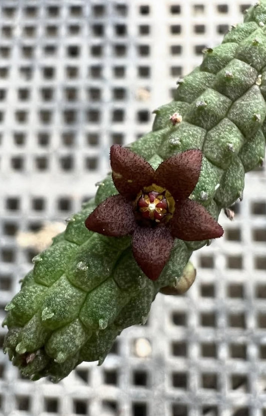 Echidnopsis nubica seeds