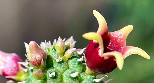 Echidnopsis urceolata hybrid seeds