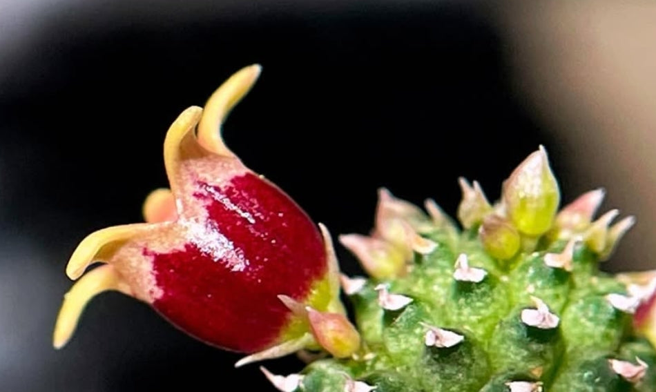 Echidnopsis urceolata hybrid seeds