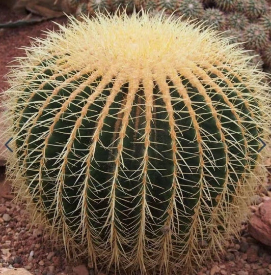 Echinocactus grusonii seeds