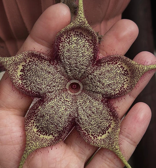 Edithcolea grandis somalia form seeds