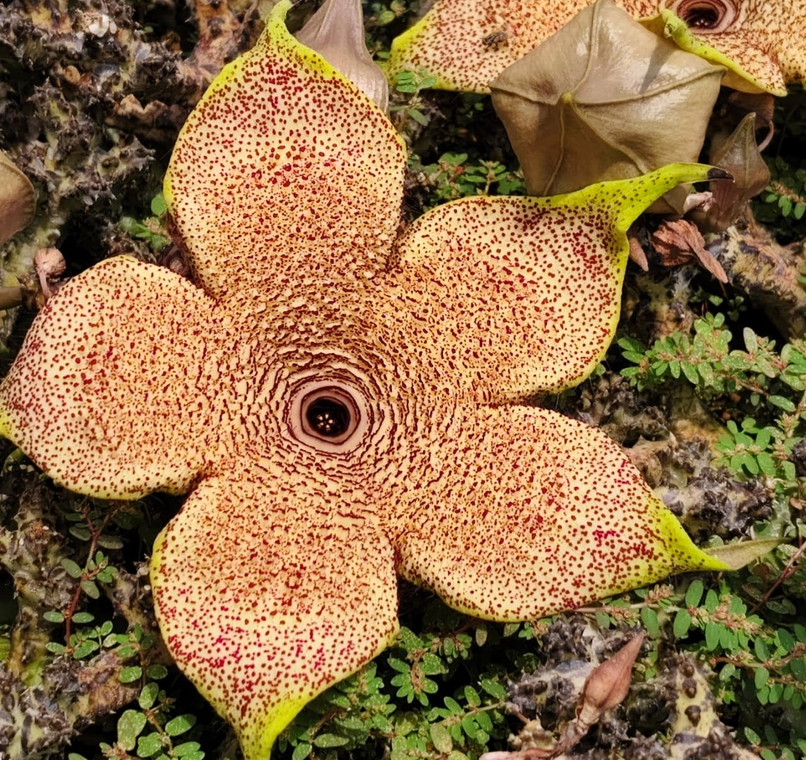 Edithcolea grandis seeds